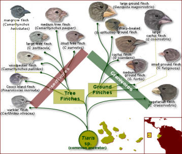 finches tree adaptation darwin finch galapagos bio203 beak islands